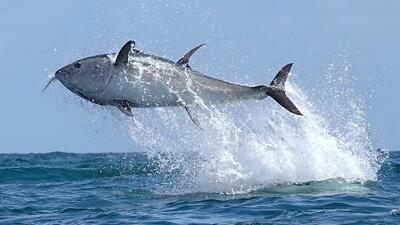 عکس های منتخب حیات وحش هفته