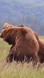  فیلم نبرد سهمگین دو خرس قهوه‌ای عظیم‌الجثه