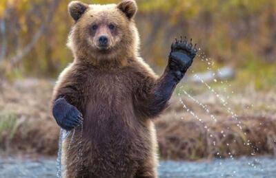  مشاهده چهار قلاده خرس قهوه ‌ای در ارتفاعات فیروزکوه