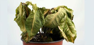  از پژمردگی تا خطر برای حیوانات/ چرا باید برخی گیاهان آپارتمانی را کنار گذاشت