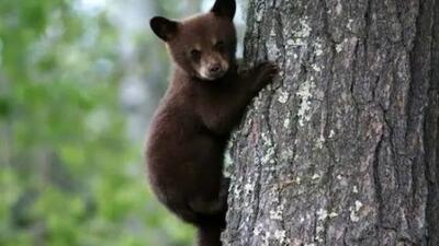  لحظه بامزه در جاده جنگل؛ بازی بچه خرس با بادکنک