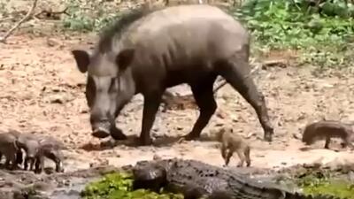  فیلم دفاع جانانه گرازها از خانواده در برابر تمساح