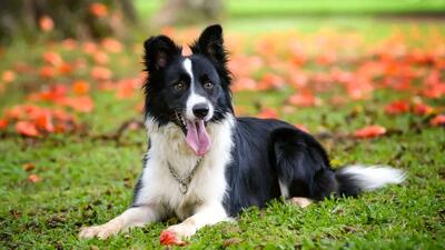  سگ‌های کار سرمایه‌ای زنده برای حفاظت و هدایت دام + فیلم