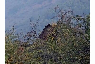  گلابی خوری دیدنی جناب خرس! + ویدئو/آماده‌سازی برای فصل سرد سال