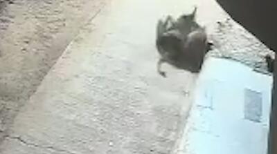  نبرد جسورانه سگ خانگی با پلنگ را ببینید