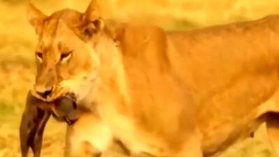  فیلم پایان تلخ بچه گراز در چنگال شیر