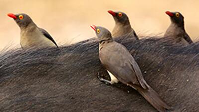  پرنده‌ای کوچک، پزشک بزرگِ دام‌ها + فیلم