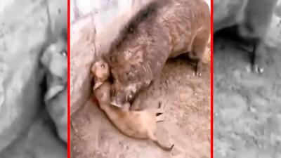  فیلم درگیری شدید سگ و گراز وحشی