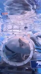  طوطی و سگ در زیر آب؛ نوآوری چینی‌ها در دنیای حیوانات خانگی