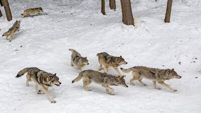  تصاویر نادر از شکار گراز توسط گرگ‌ها در مازندران