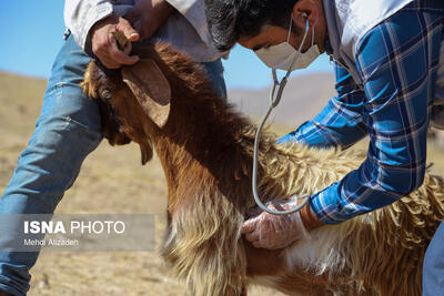  واکسیناسیون بیش از سه میلیون دام در زنجان