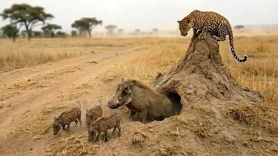  مستند حیات وحش؛ پلنگ مترصد شکار گراز