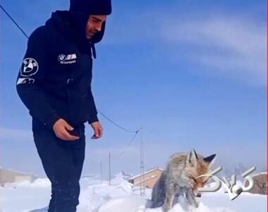  یخ زدن ایستاده یک روباه | ویدئو - مجله اینترنتی کولاک
