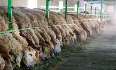  طرح اصلاح‌نژاد، تولیدات دامی عشایر خراسان رضوی را ۹۰ درصد افزایش داد