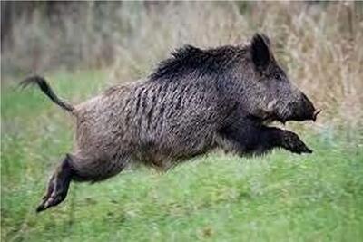  بر مدار وحش؛ دست درازی گراز به حریم ماهی