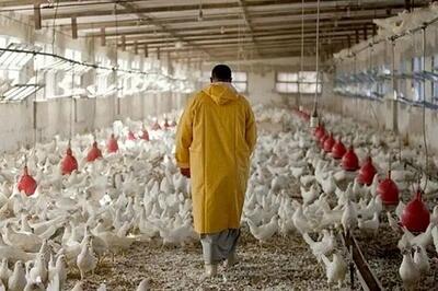  «نوی‌پو» بانک کشاورزی چگونه گره نقدینگی دامداران و مرغداران را باز می‌کند؟