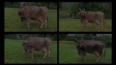  گاو نابغه اتریشی که با جارو پشتش را می‌خاراند!