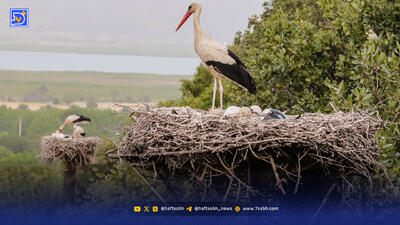  اسکان اجباری لک‌لک‌های مهاجر ‌در شهر ‌ری