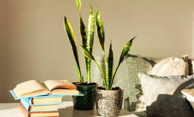  راهنمای انتخاب گلدان سانسوریا؛ چه گلدانی بهتر است؟