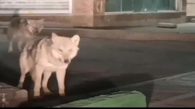  زوزه گرگ‌های گرسنه؛ روایت تلخ هر ساله زمستان قم