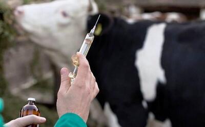  کانون بیماری‌های واگیر‌دار دامی ۳۵ درصد کاهش یافت