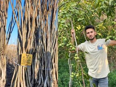  خرید نهال میوه یارانه ای و شناسنامه دار با قیمت فقط 37 هزار تومان؛ تنوع بی نظیر نهال گردو، هلو، گلابی، انگور و...