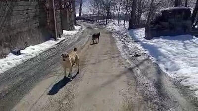  پرسه زدن گرگ در وسط روستای اویزر جاده چالوس