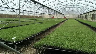  افزایش ۳۵ درصدی تولید محصولات سبزی و صیفی