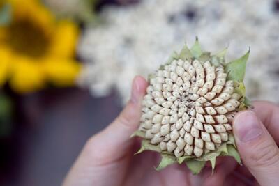  چرا تخمه های آفتابگردان خالی می مانند؟ بررسی ۴ دلیل اصلی