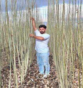  فروش نهال ‌های اقتصادی و پربازده نهال گردو، آلو، بادام، شلیل، گیلاس و... در پادشاه نهال