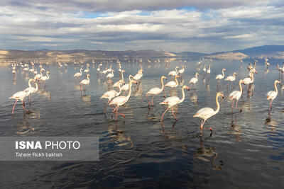  تالاب مهارلو در تلاقی بقا و تهدید/ از زادآوری فلامینگوها تا هشدار درباره سد تنگ‌سرخ شیراز