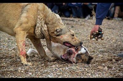  حیوان عجیب حمله‌کننده به دانشجوی دانشگاه زنجان چه بود؟