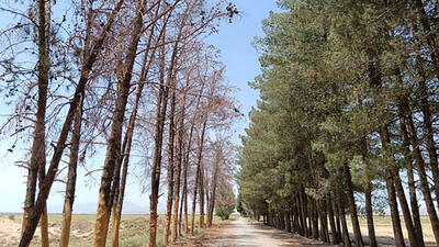  بیش از نیمی از درختان تهران گرفتار آفات و بیماری‌ها هستند