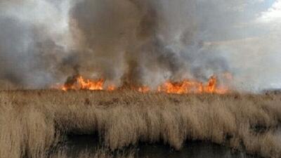  نیزارهای رودشور پرند طعمۀ آتش شد