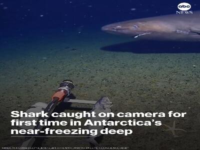  ثبت نخستین تصویر از کوسه در اقیانوس جنوبگان