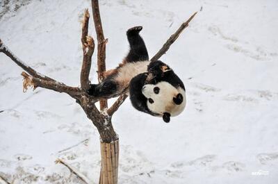  ببینید | خوشحالی و برف‌بازی پاندا در باغ وحش مسکو هنگام اولین بارش برف در پاییز