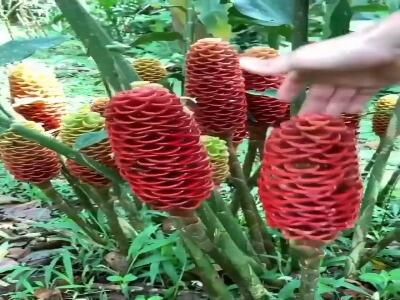  گیاه عجیب زنجبیل کندویی ، ذخیره کننده آب