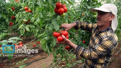  گلخانه‌های روستایی در خراسان شمالی؛ کوچک اما پرثمر