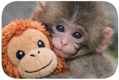   چرا بچه‌میمون ۶ ماهه سوژهٔ جهانی شبکه‌های اجتماعی شده است؟