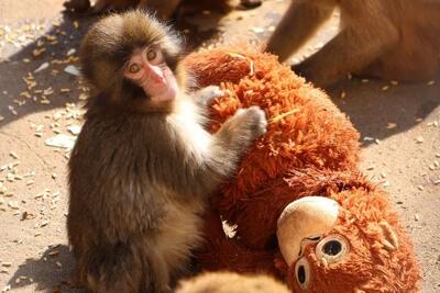 ببینید / بازی بچه میمون یتیم معروف فضای مجازی با عروسکش در باغ وحش ژاپن