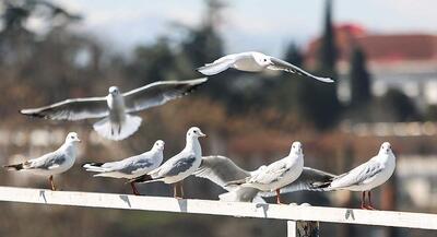  مرغان کاکایی در بندرانزلی | جهان نیوز
