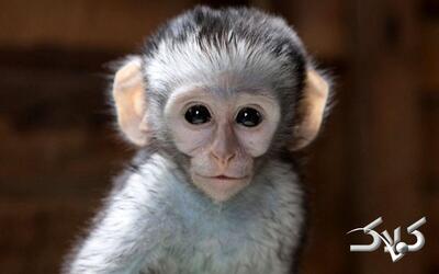  میمون کوچکی که دل اینترنت را لرزاند + ویدئو - مجله اینترنتی کولاک