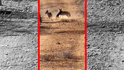  فیلم شکار بچه گراز توسط دو شغال