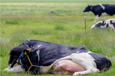  گاوهای باورنکردنی؛ گاو انقدر حجم شیرش زیاده افقی افتاده زمین