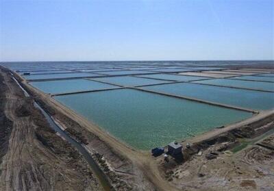  پایش تخصصی خوراک میگو در بوشهر آغاز شد