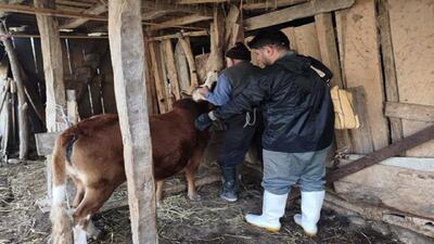  واکسیناسیون گسترده دام‌های سنگین ساری علیه بیماری لمپی‌ اسکین