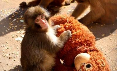  تمام دنیا درباره این بچه میمون صحبت می‌ کنند/ ماجرای تولد پانج و عروسکش