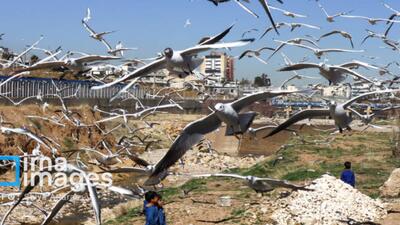  کاکایی‌ها  میهمان رودخانه خشک شیراز