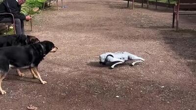  واکنش ترسناک سگ‌ها به حضور سگ رباتیک در پارک