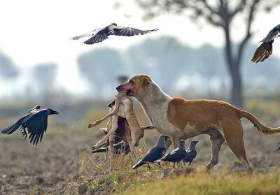  سگ‌های بلاصاحب در کمین ۱۷ یوزپلنگ باقی‌مانده
